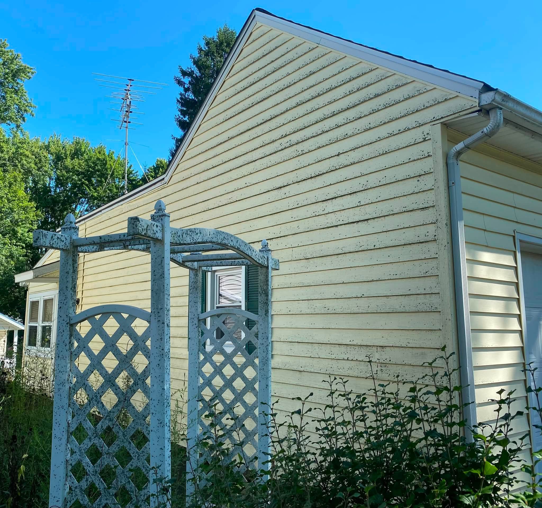 Yellow vinyl siding and a white garden arbor covered in black mold spotting before washing